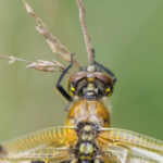 Profile photo of Bee